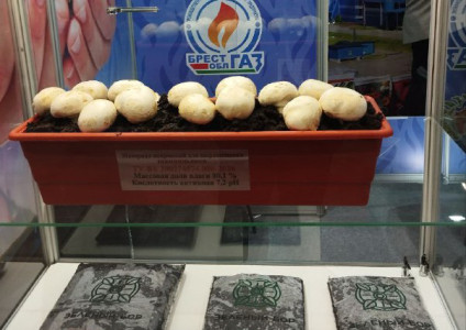 Представители предприятия УП «Брестоблгаз» в составе делегации государственного производственного объединения «Белтопгаз» приняли участие в Международной выставке цветоводства и озеленения «Flora Expo Astana 2024» в Республике Казахстан.