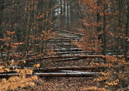 О предупреждении несчастных случаев на производстве при разработке ветровально-буреломных лесосек, уборке опасных деревьев